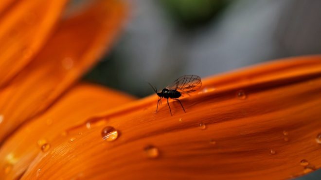 Biodiversite